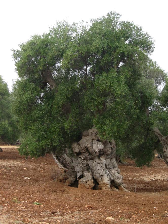 Masseria La Gravina Palagianello Zewnętrze zdjęcie